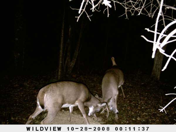 ,nov14,2008 015 (11)