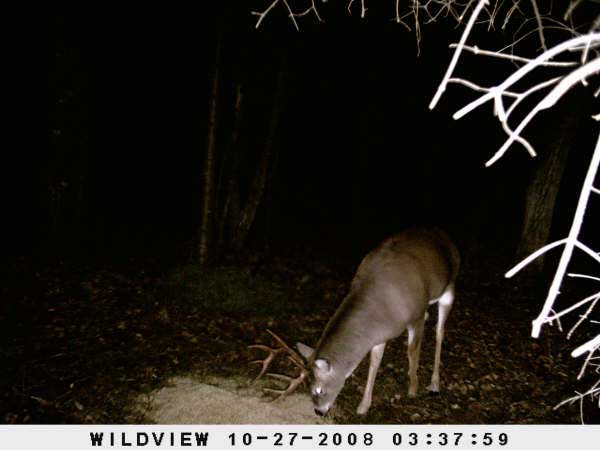 ,nov14,2008 015 (6)