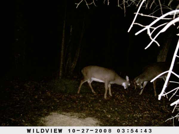 ,nov14,2008 015 (7)