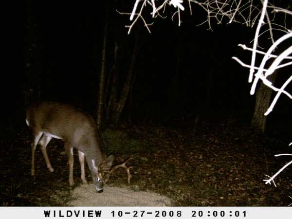 ,nov14,2008 015 (9)